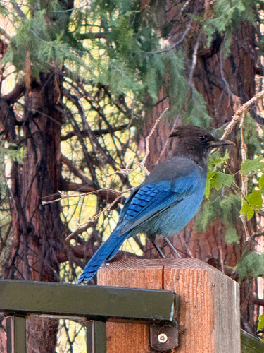 iNaturalist observation photo of Steller's Jay