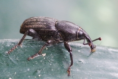 Sphenophorus striatopunctatus