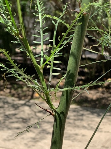Mexican palo verde