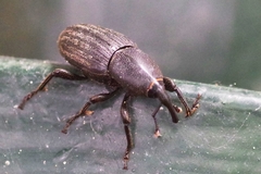 Sphenophorus striatopunctatus