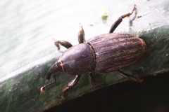 Sphenophorus striatopunctatus