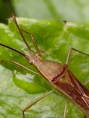Leptocorisa