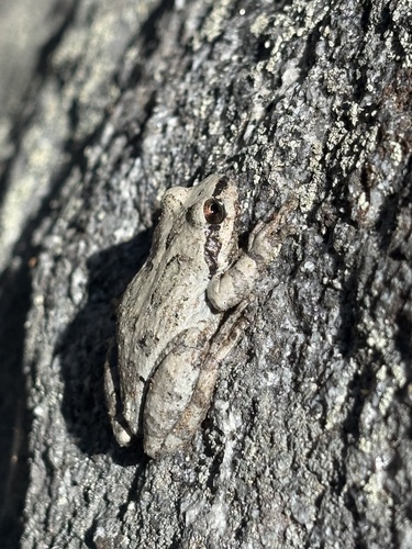 iNaturalist observation photo of Chorus Frogs
