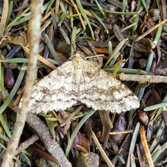 Melanolophia imitata