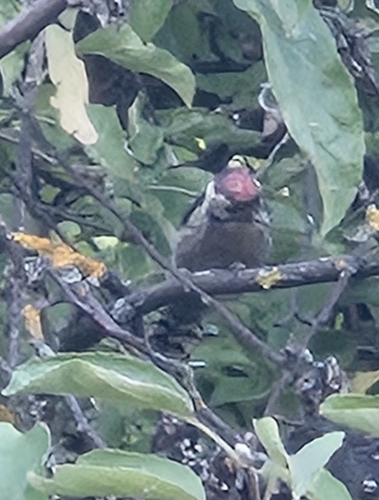 Lesser Spotted Woodpecker