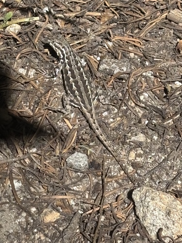 iNaturalist observation photo of Spiny Lizards