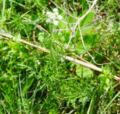 Hymenopappus