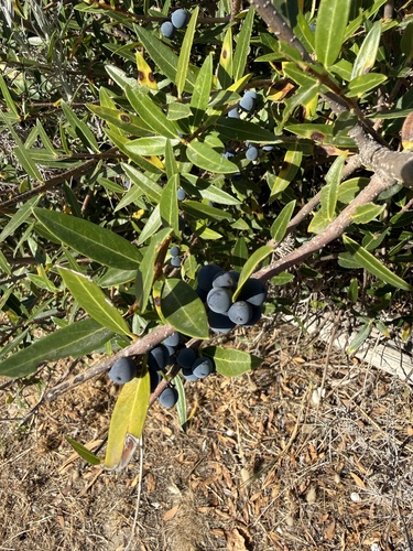 Narrow-leaved mock privet