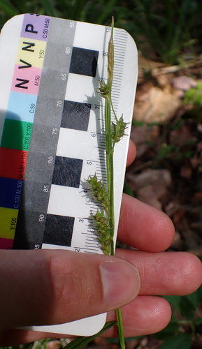 Carex scabrata, photograph 4