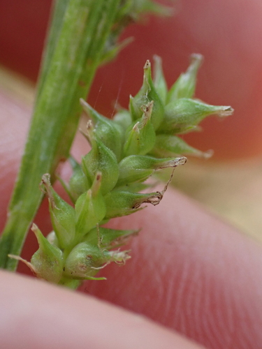 Carex scabrata, photograph 5
