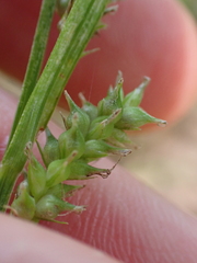 Carex scabrata, photograph (c) Steven Lamonde, some rights reserved (CC BY)