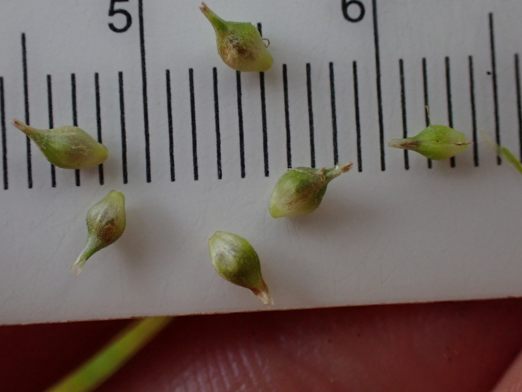 Carex scabrata; photograph (c) Steven Lamonde, some rights reserved (CC BY)