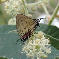 Atlides polybe