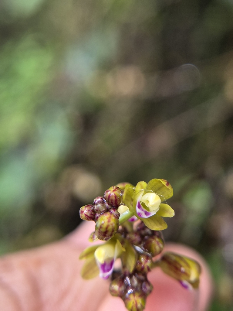 Sirhookera latifolia
