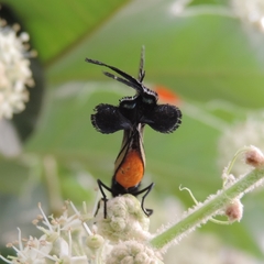 Atlides polybe
