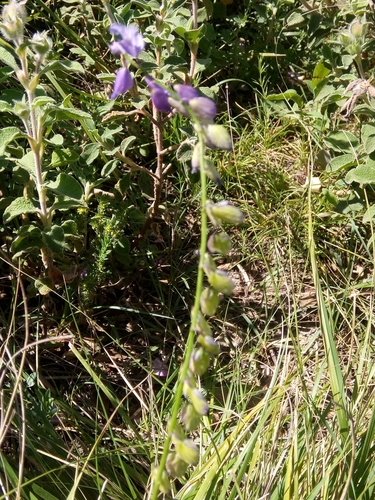 Polygala nicaeensis image