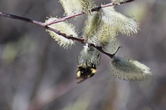 Bombus mckayi