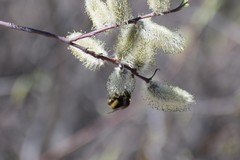 Bombus mckayi