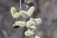 Bombus mckayi