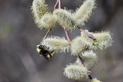 Bombus mckayi