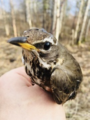 Turdus iliacus