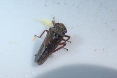 Lystridea