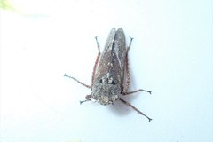 Lystridea