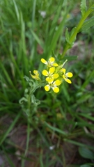 Erysimum repandum