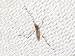 Teucholabis carolinensis