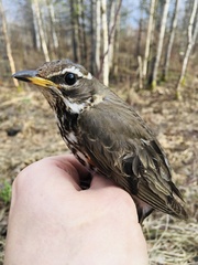 Turdus iliacus