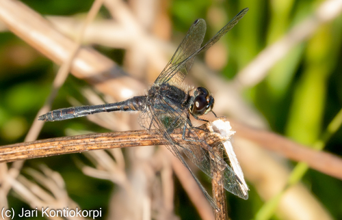 Black Meadowhawk