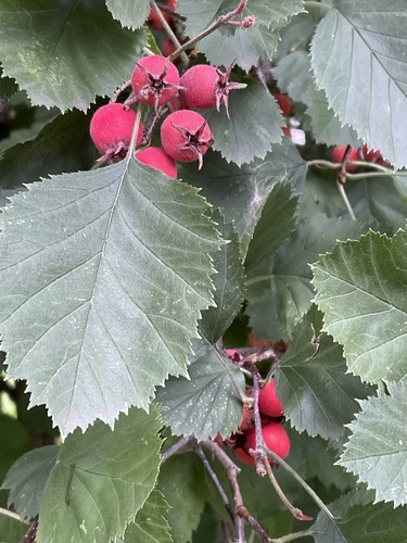 Crataegus submollis