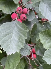 Crataegus submollis