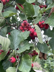 Crataegus submollis, photograph author not stated, no rights reserved