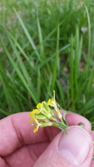 Erysimum repandum
