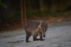 Nasua narica nelsoni