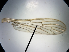 Teucholabis carolinensis