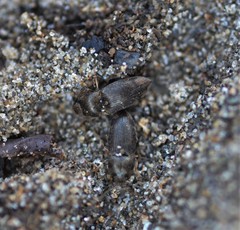 Hypnoidus abbreviatus