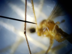 Teucholabis carolinensis