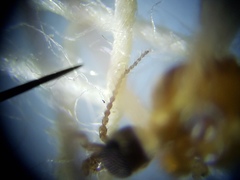 Teucholabis carolinensis