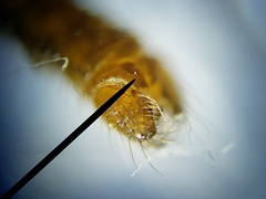 Teucholabis carolinensis