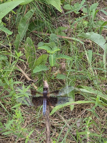 Widow Skimmer