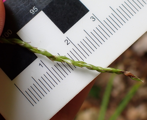 Carex debilis, photograph 1