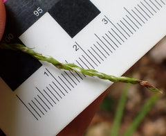 Carex debilis, photograph (c) Steven Lamonde, some rights reserved (CC BY)
