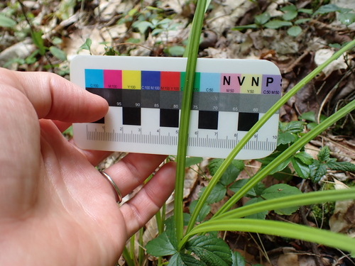 Carex debilis, photograph 2