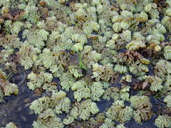 Cyperus blepharoleptos