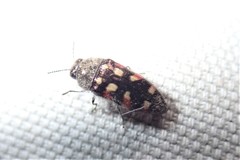 Acmaeodera purshiae