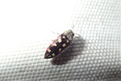 Acmaeodera purshiae