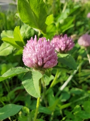 Trifolium pratense