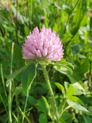 Trifolium pratense